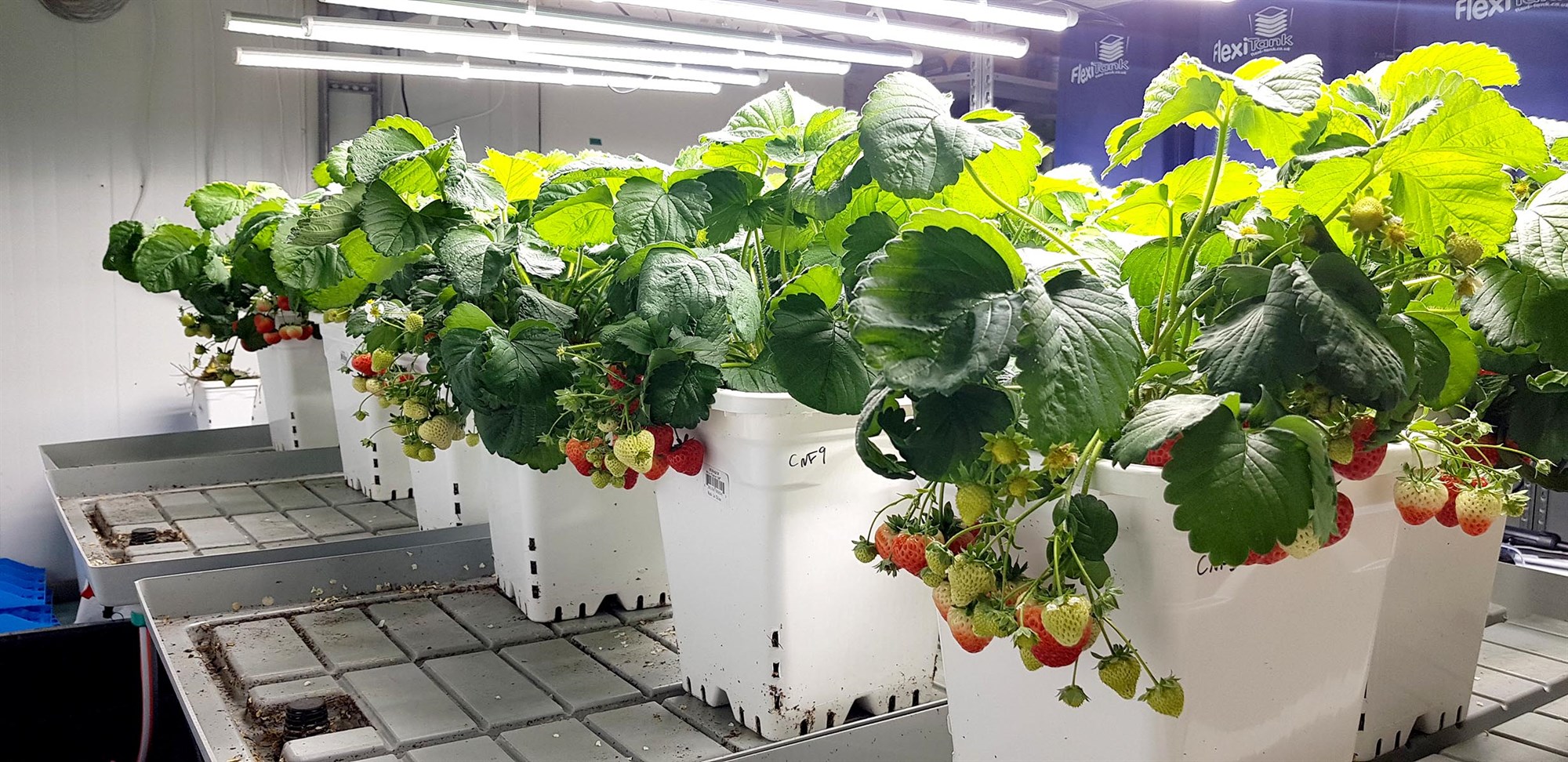 Tæki til sjálfbærrar áburðarframleiðslu tilbúin eftir um þrjú ár