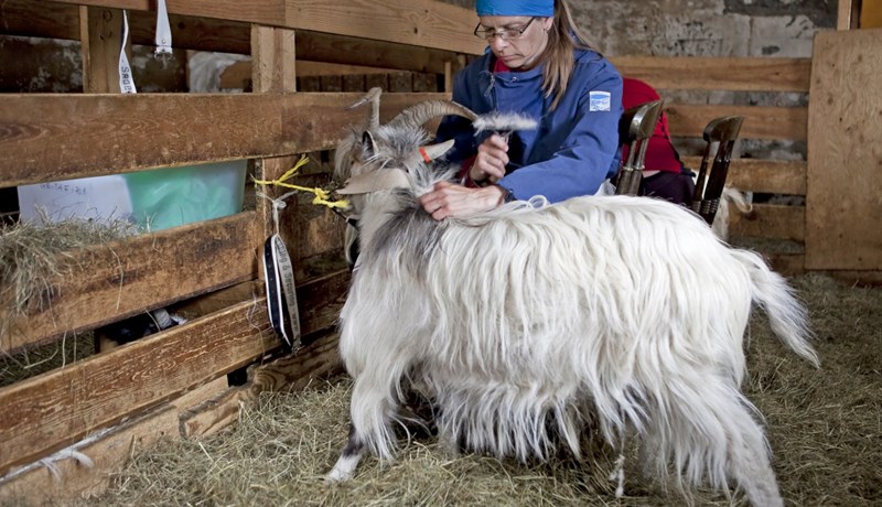 Að fara í geithús og leita sér fiðu