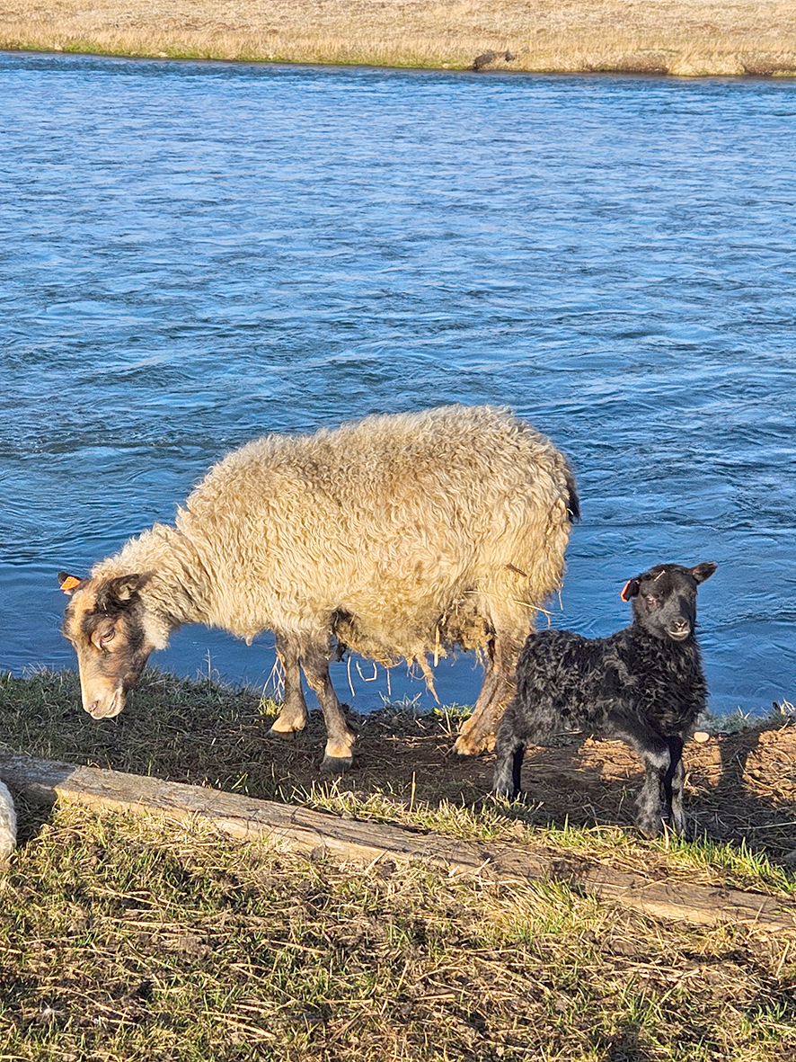 Skipulega haldið utan um feldfjárrækt í Fjárvís