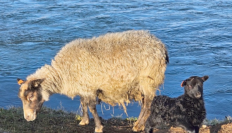Skipulega haldið utan um feldfjárrækt í Fjárvís
