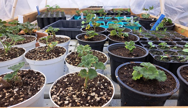 Lokaverkefni í fullum gangi