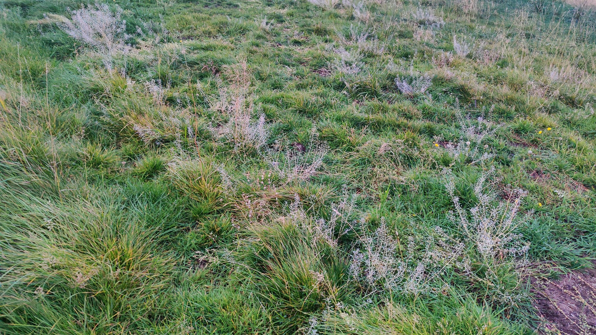 Beitarstýring er best