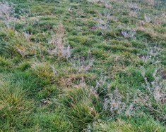 Beitarstýring er best