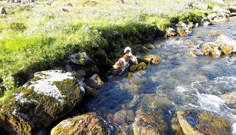Þróun á kostnaði við (hreindýra/refa) veiðar