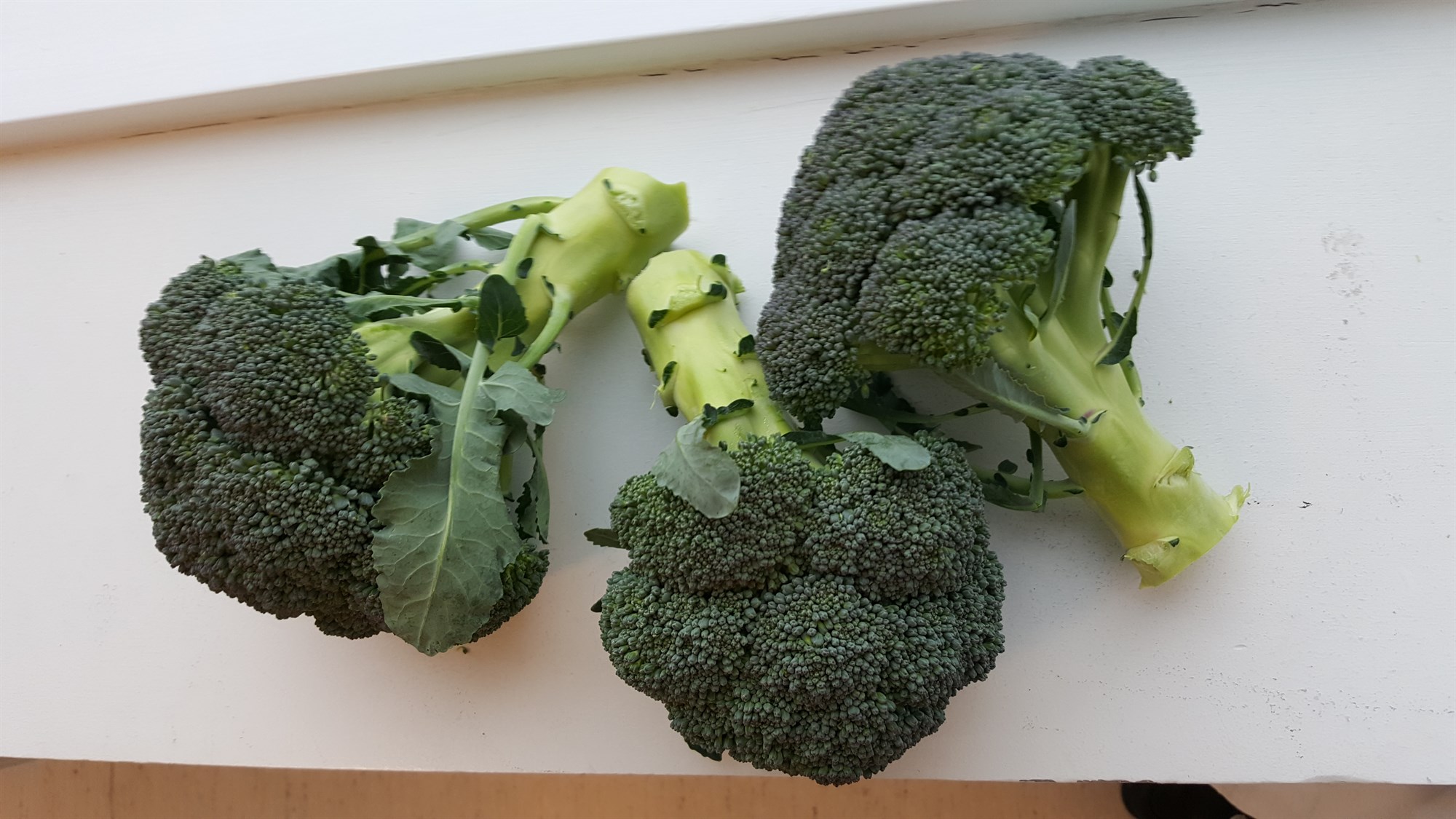 Aukið verðmæti íslenskrar grænmetisframleiðslu