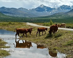 Frá 75 ára afmæli norsku búvörusamninganna