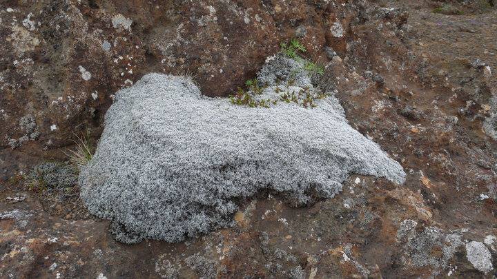 Mosi víða dauður og ekki merki um endurvöxt