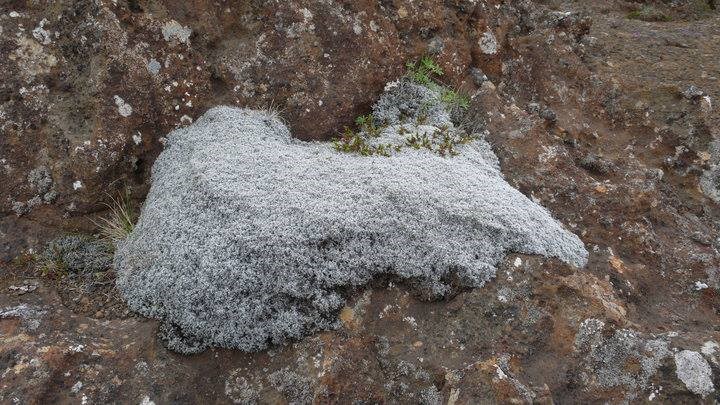 Mosi víða dauður og ekki merki um endurvöxt