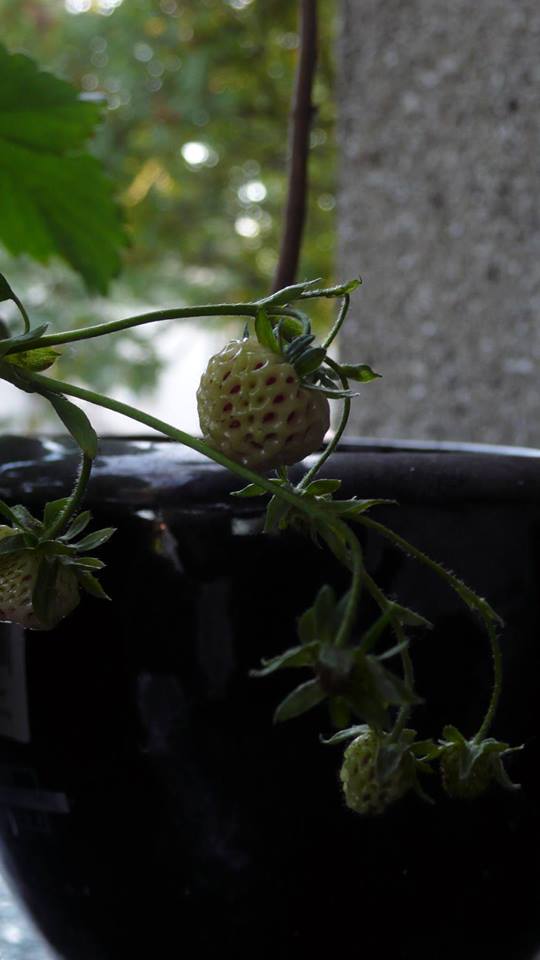 Ananasjarðarber bera aldin