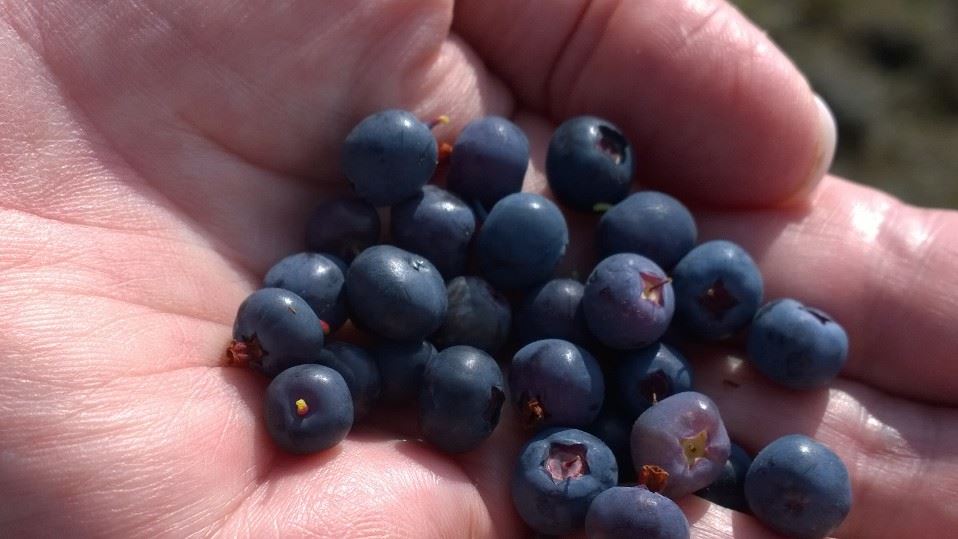 Útlit fyrir góða berjasprettu á Austurlandi