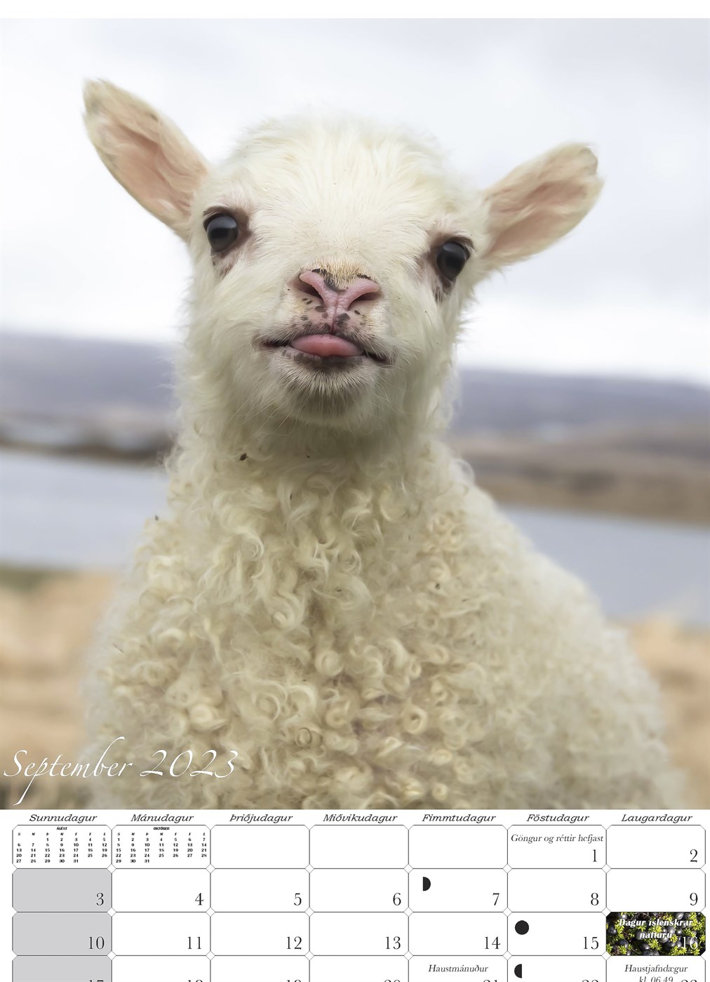 Lömb eru vitsmunaverur