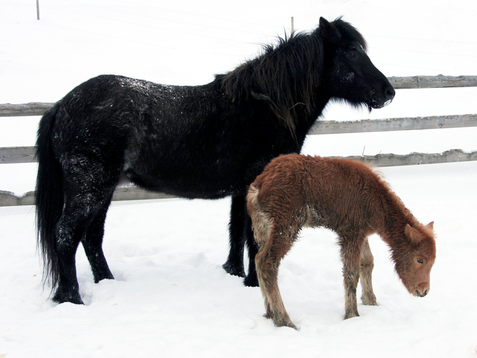 Ævintýrið um Jóla-Drífu