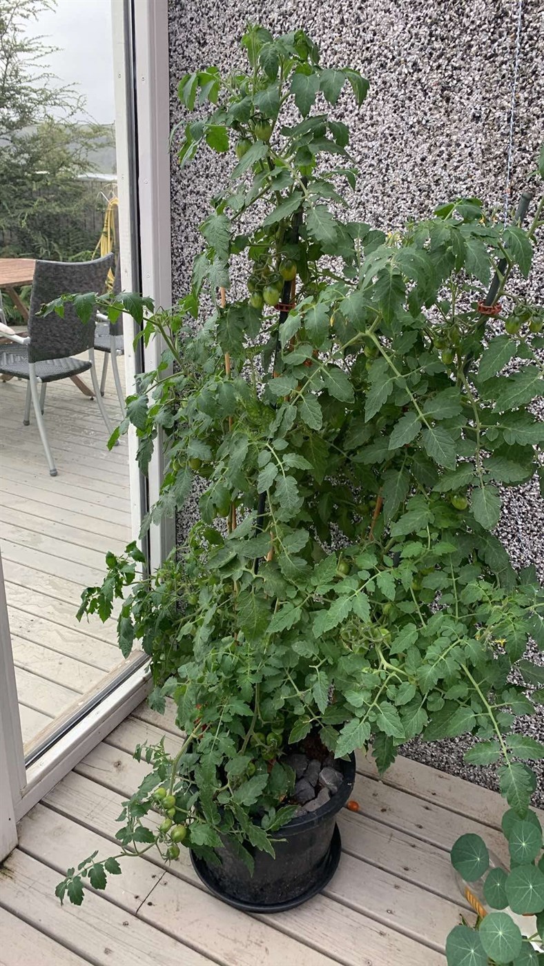 Tómatar og kartöflur af sömu plöntunni!