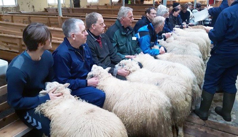 Héraðssýning lambhrúta í Strandasýslu haustið 2017