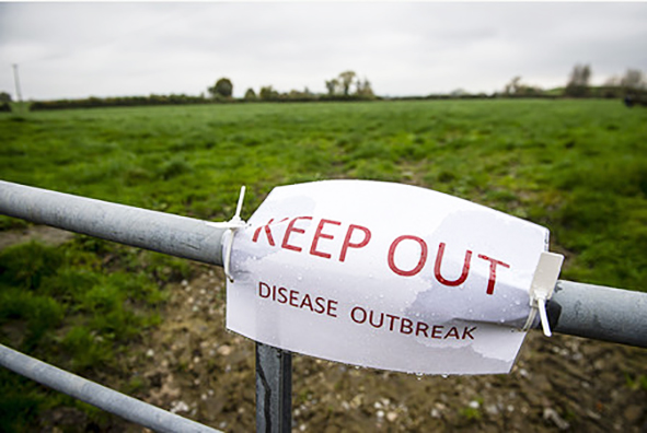 Miltisbrandur drepur  kýr í Bretlandi