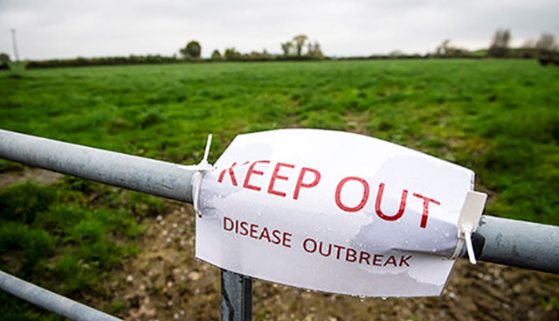 Miltisbrandur drepur kýr í Bretlandi