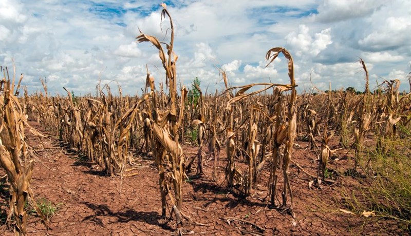 Tvöfalt fleiri geta orðið þurrkum að bráð á næstu áratugum