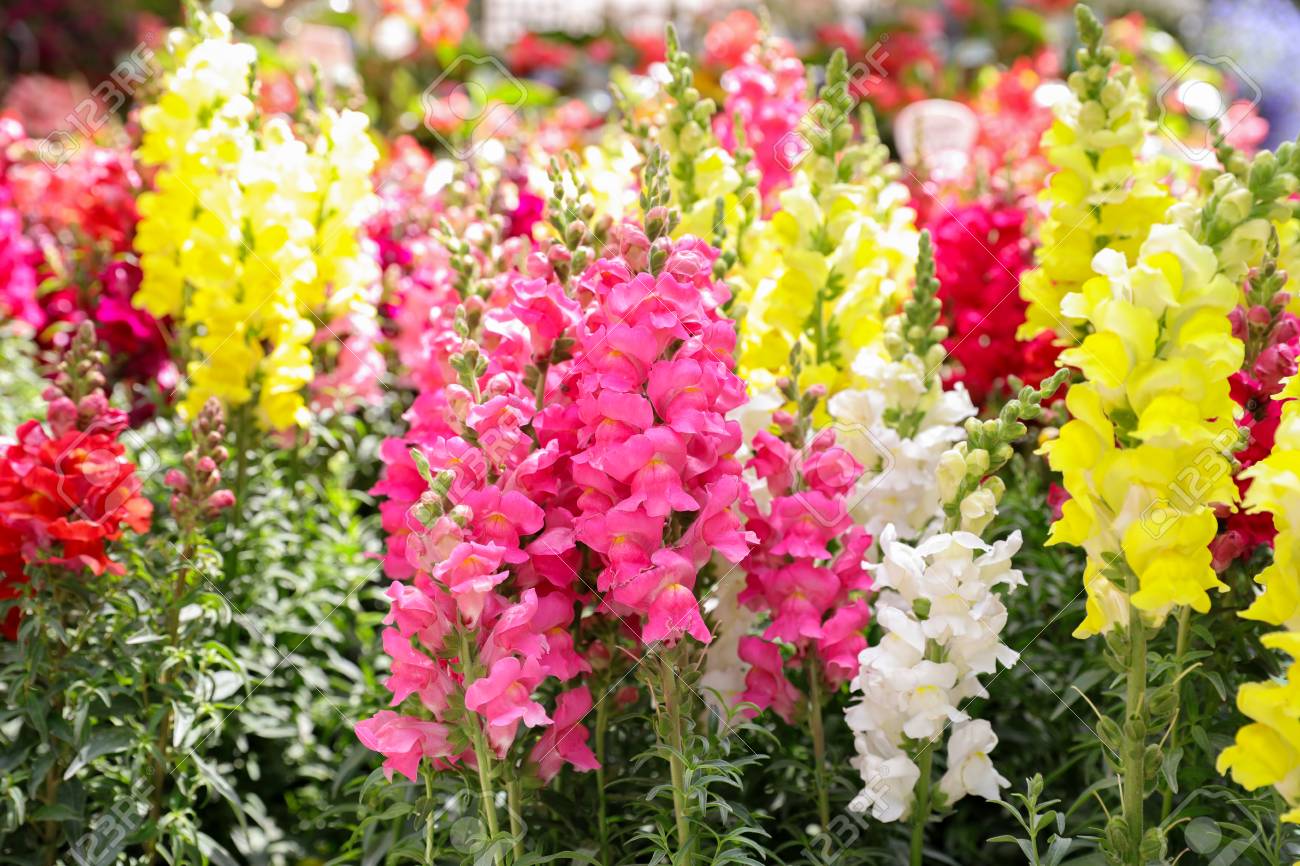 Lengdu sumarið í garðinum