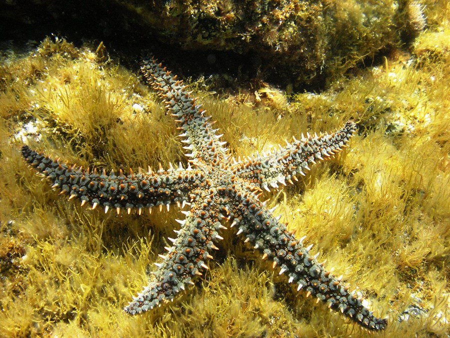 Krossfiskur af tegundinni Marthasterias glacialis.