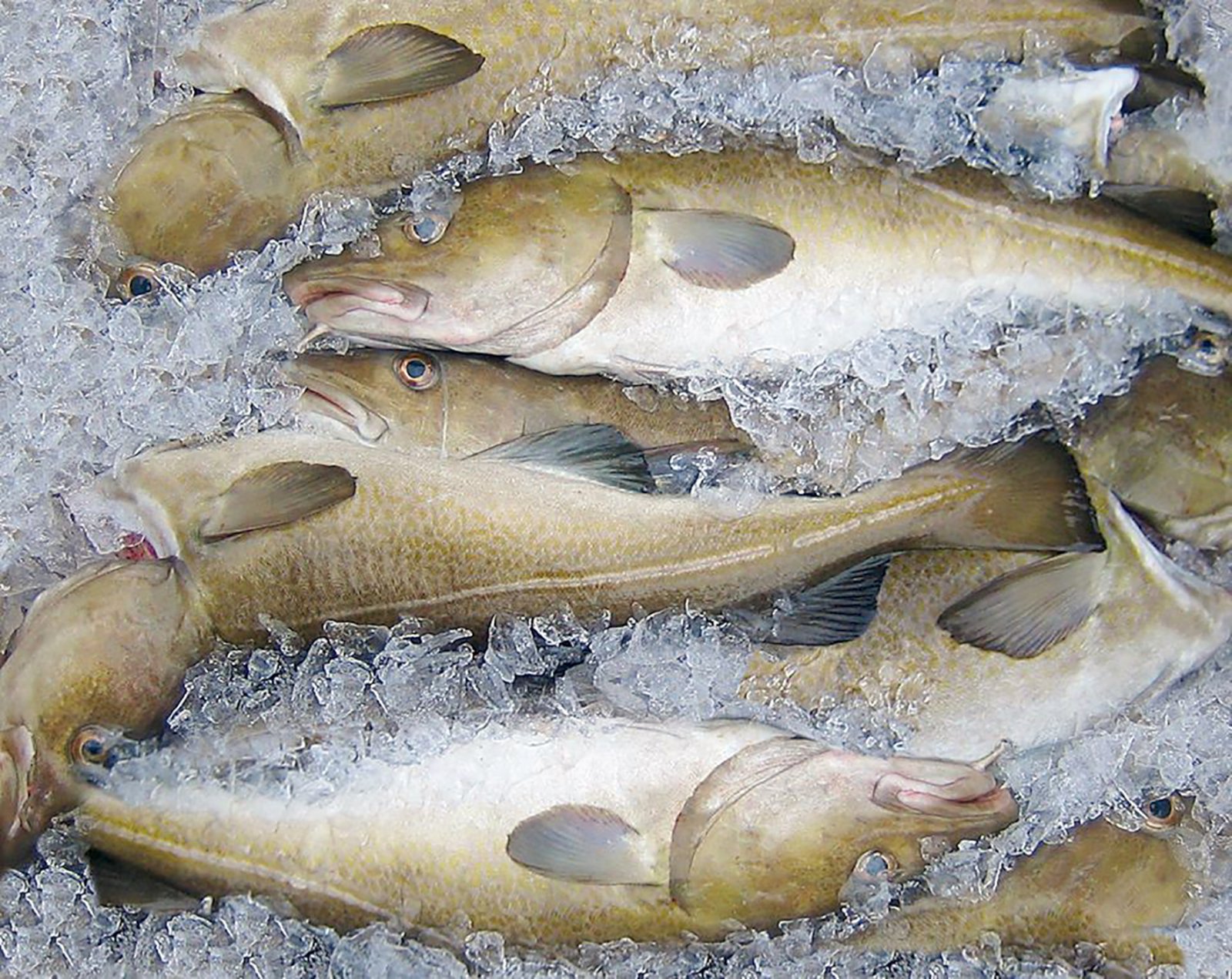 Bætt aflameðferð á smábátum