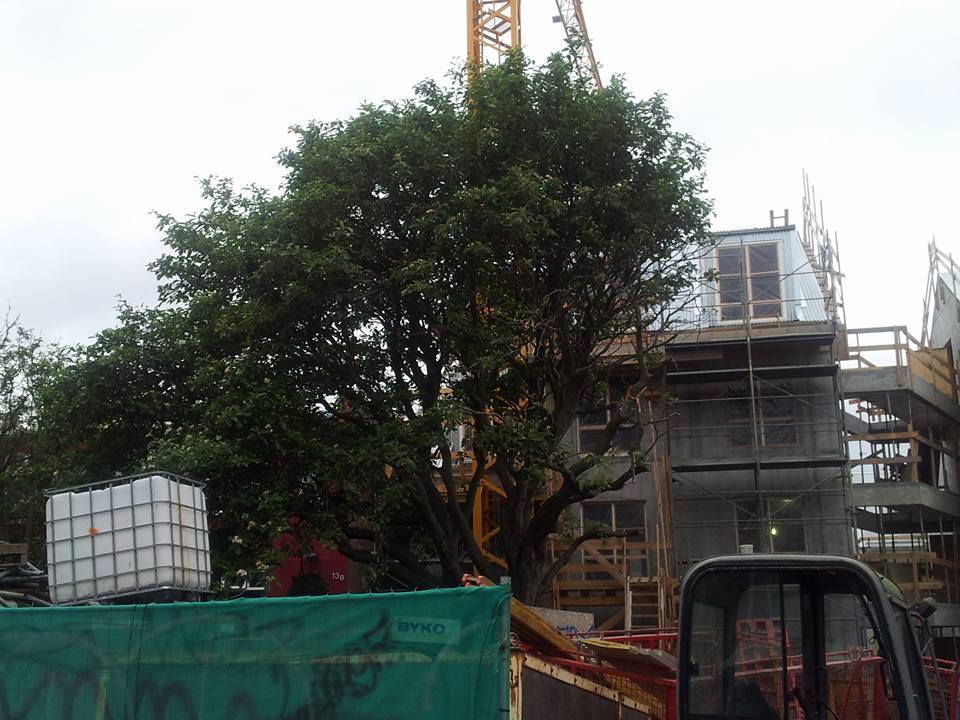 Ólíklegt að tréð nái fyrri reisn