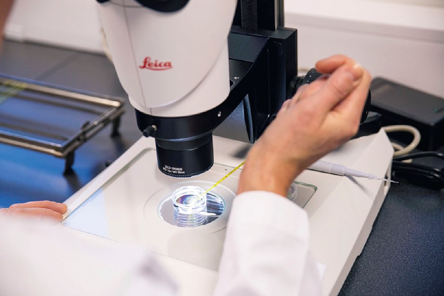 GENO hefur stóreflt starfsemi sína við framleiðslu fósturvísa og sér í lagi með glasafrjóvgunartækni.