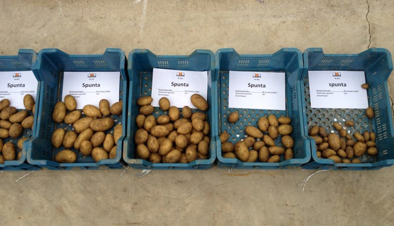 Saltþolið kartöfluafbrigði lofar góðu