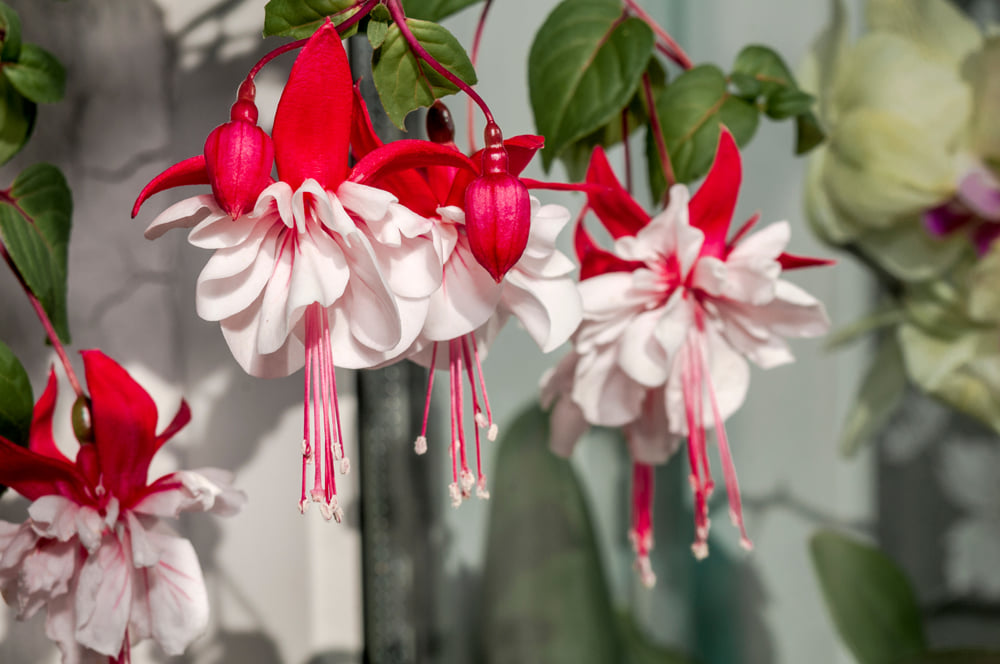 Tími fræja og sáningar