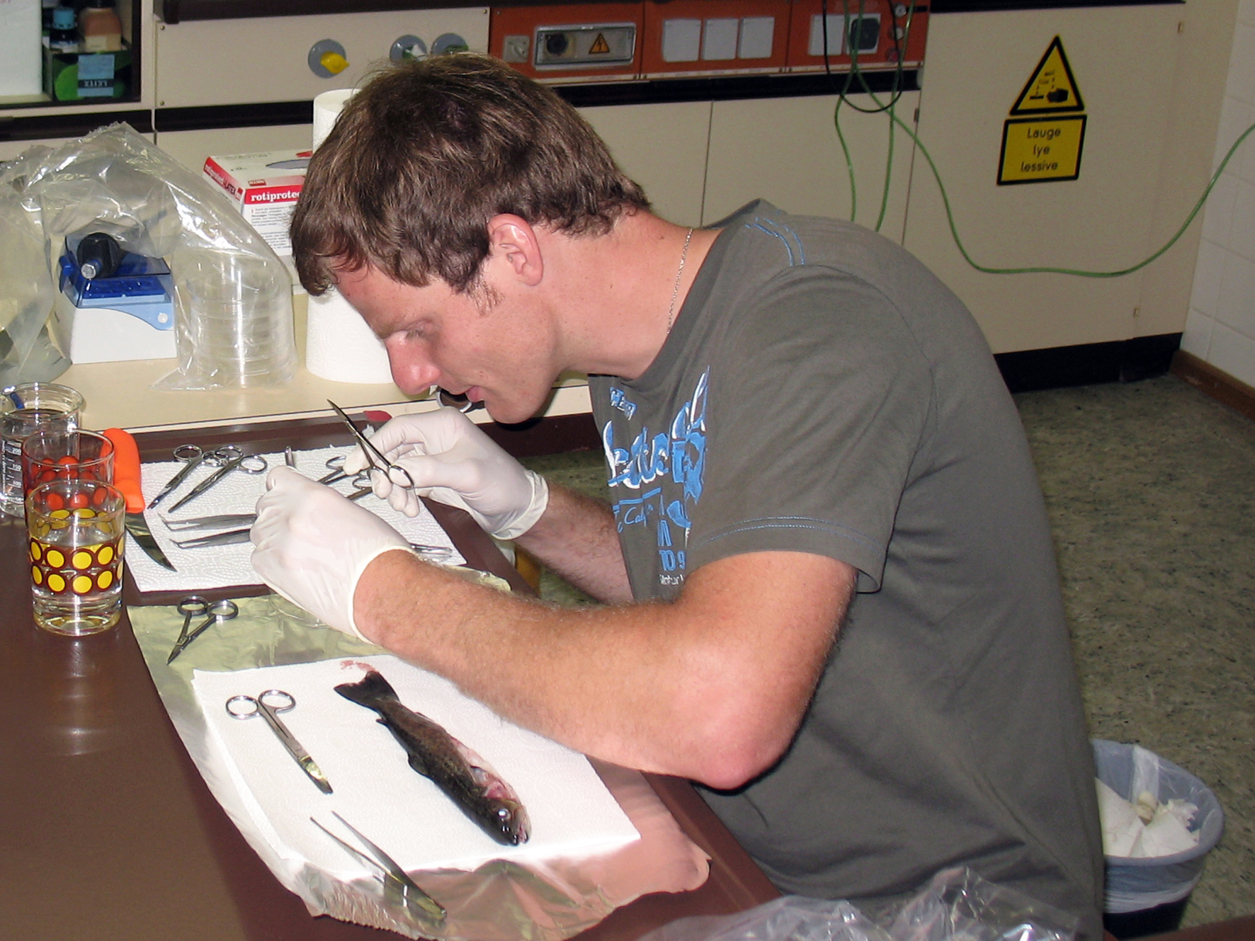 Silungadauði rakinn til víruss sem drepur líka lax í Norður-Atlantshafi og Kyrrahafi