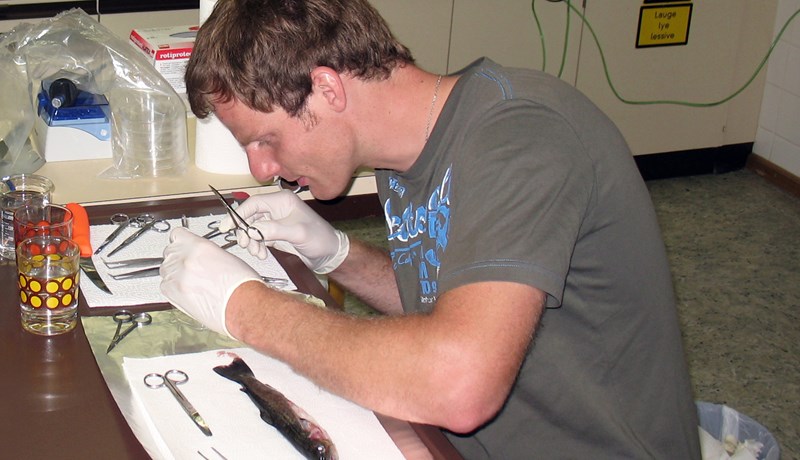 Silungadauði rakinn til víruss sem drepur líka lax í Norður-Atlantshafi og Kyrrahafi