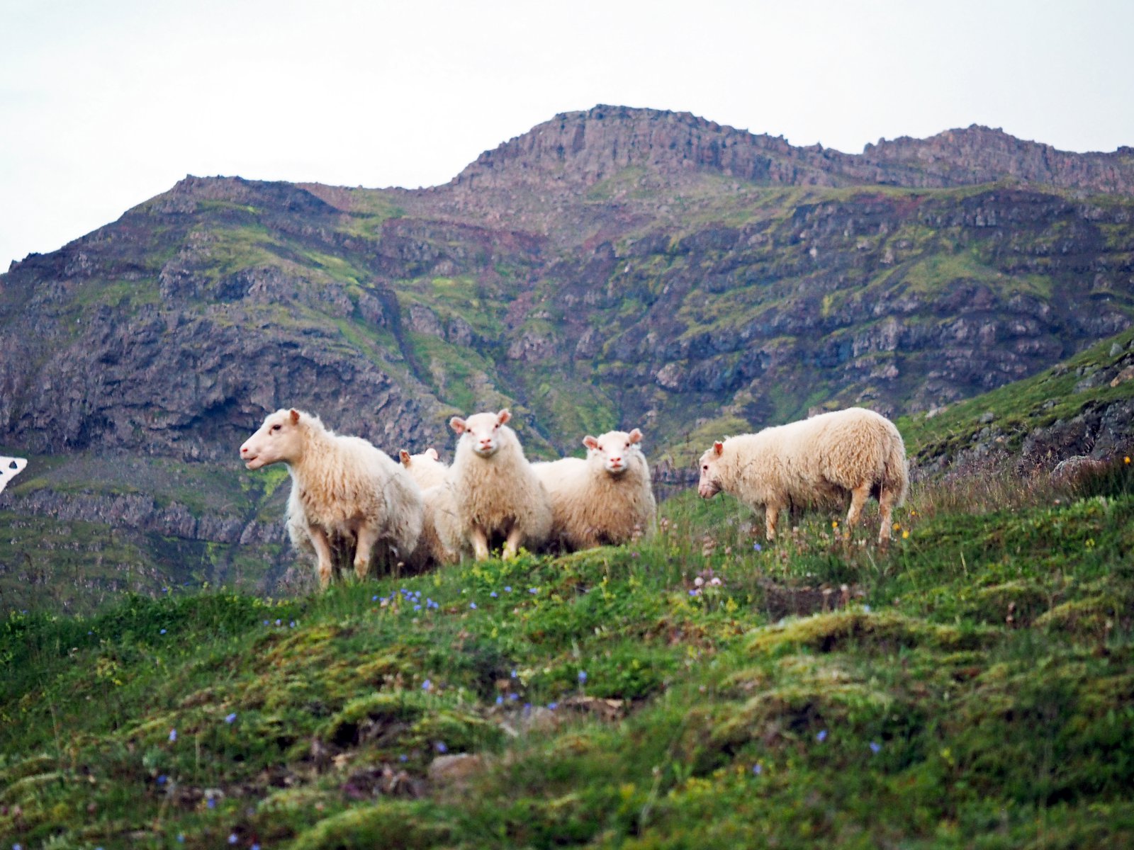 Sauðfjárbændur vilja banna erfðabreytt fóður