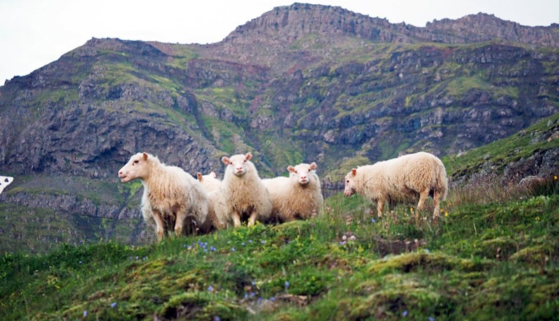 Sauðfjárbændur vilja banna erfðabreytt fóður