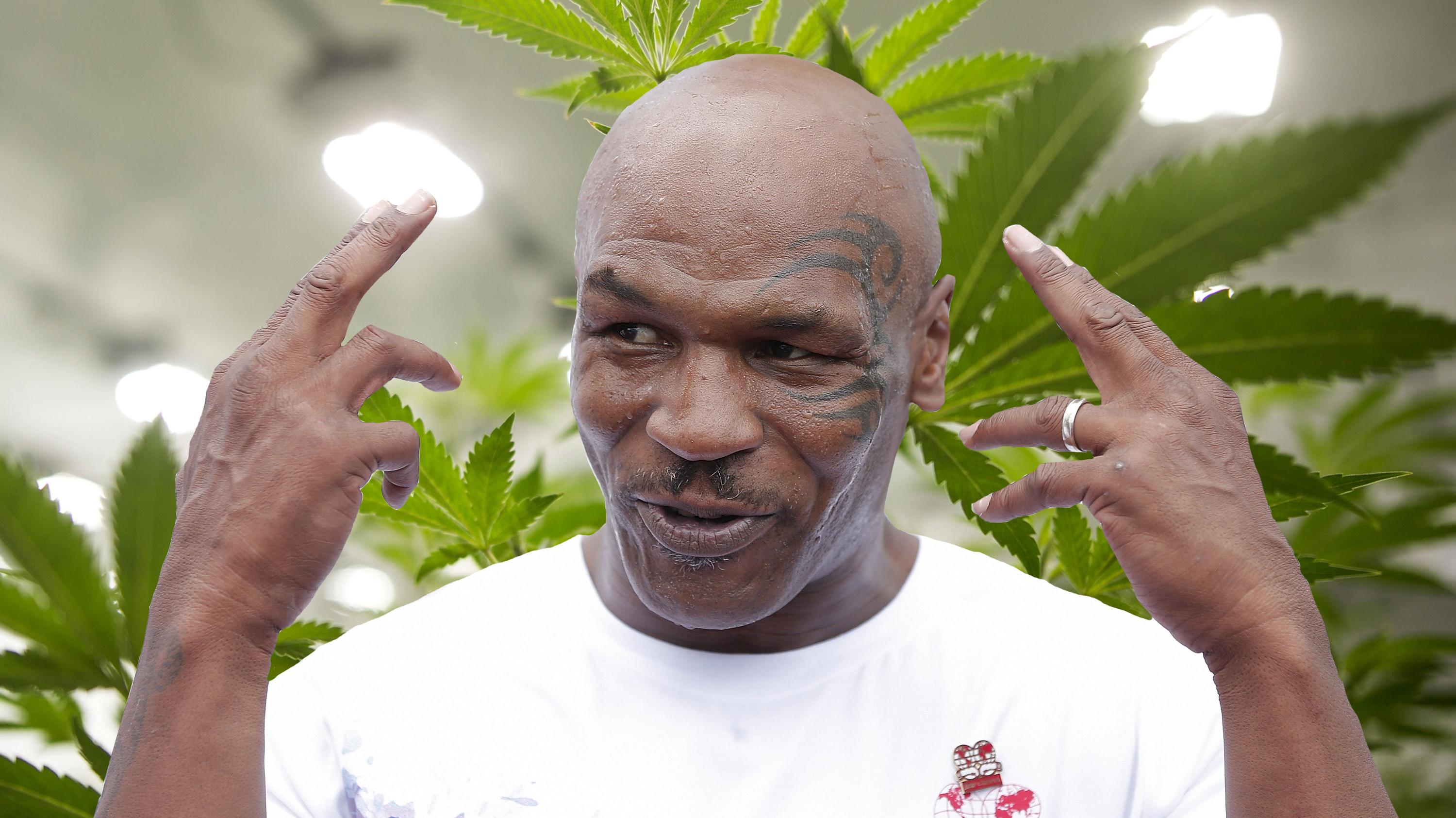 Tyson ætlar að rækta kannabis