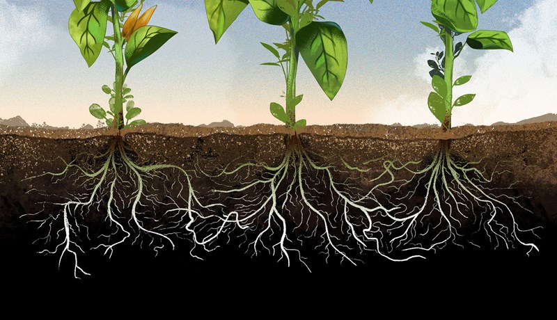 Hvernig vita plöntur hvað snýr upp og niður?