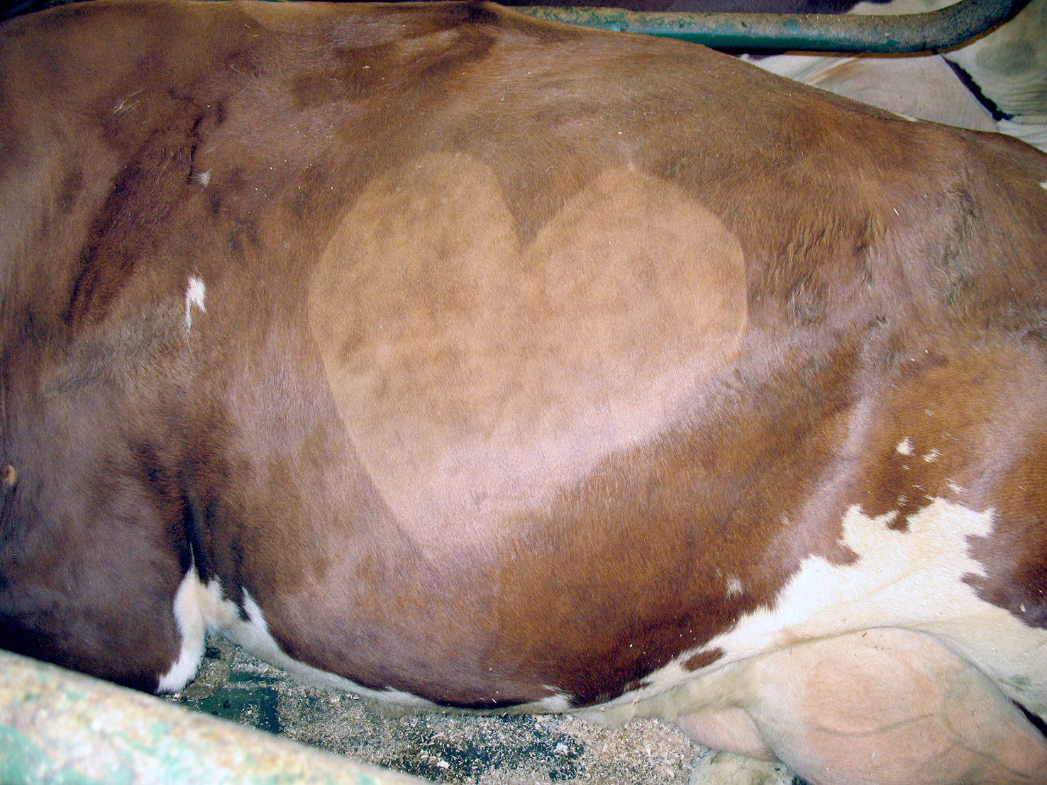 Alltaf að klippa útiganginn