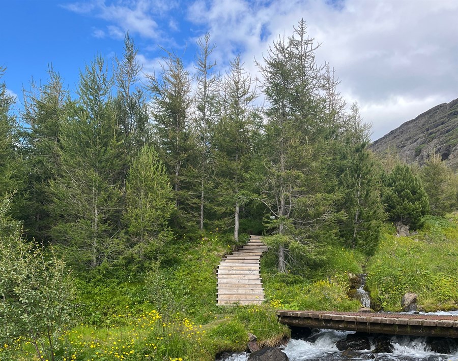 Svipmynd úr skóginum ofan við Seyðisfjörð. 