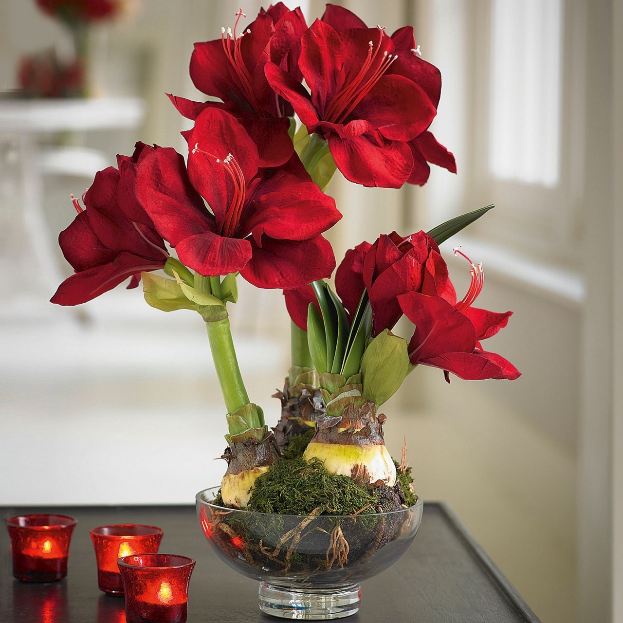 Tignarlegt jólablóm