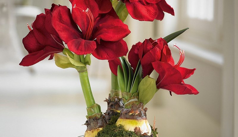 Tignarlegt jólablóm