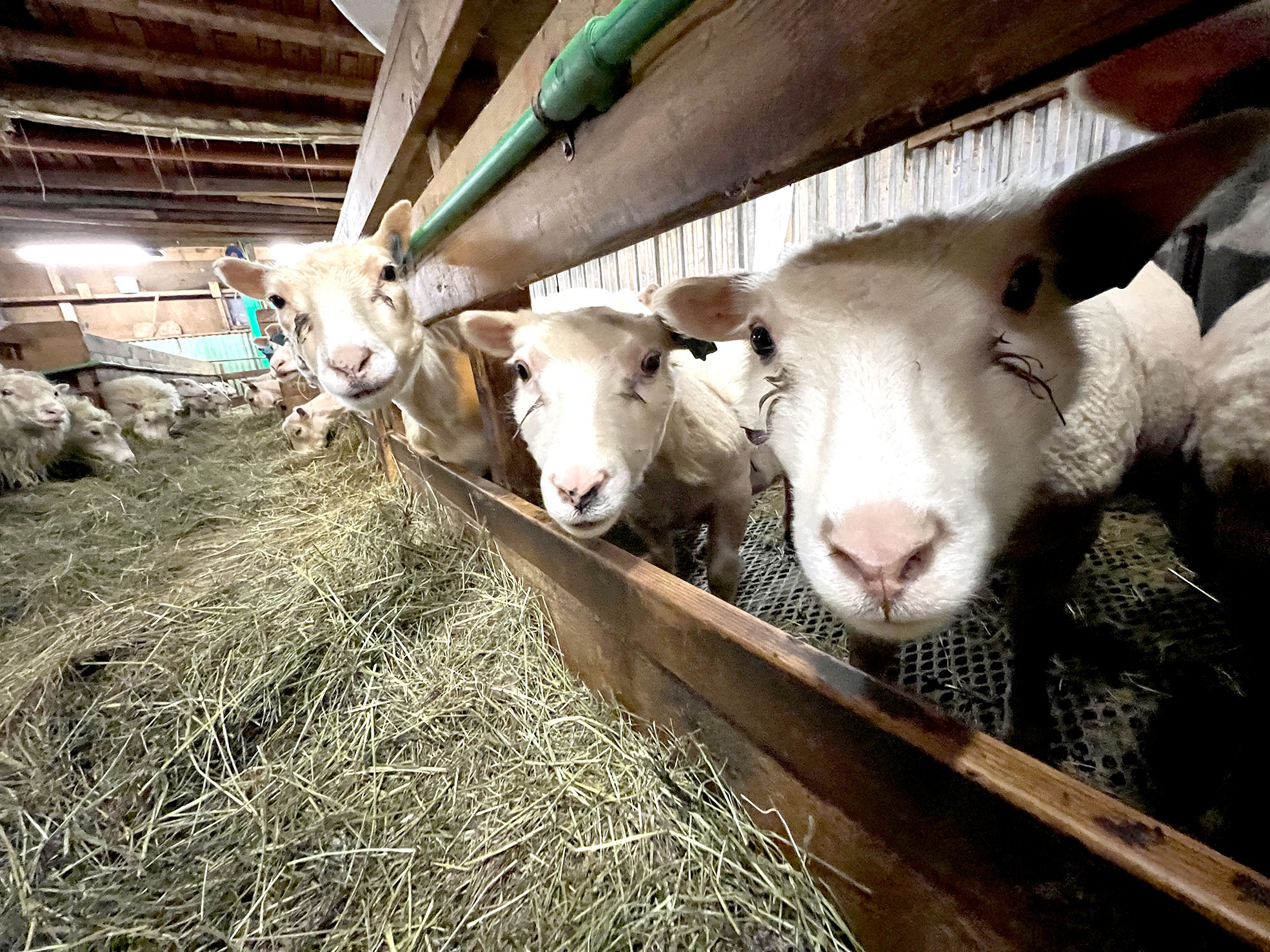 Endurkynni þjóðar og bænda