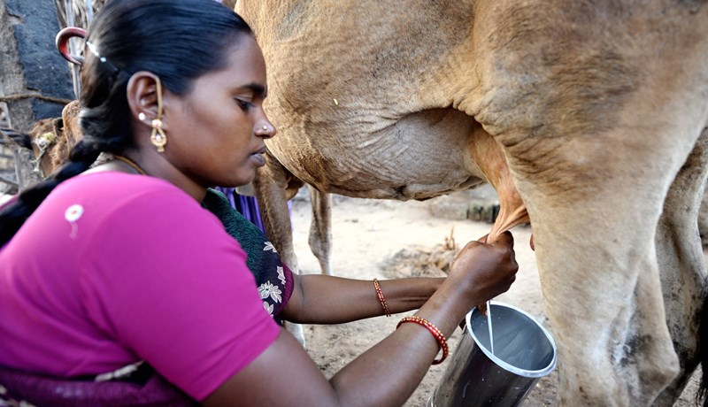 Enn eykst heimsframleiðsla mjólkur