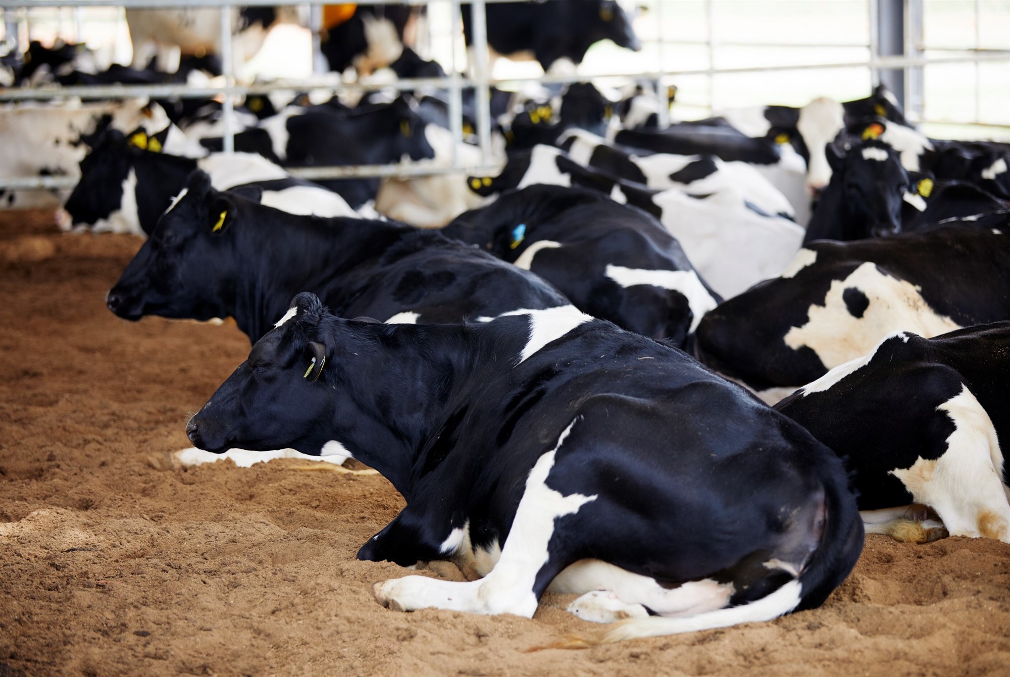 Góð velferð kúa er summa margra þátta