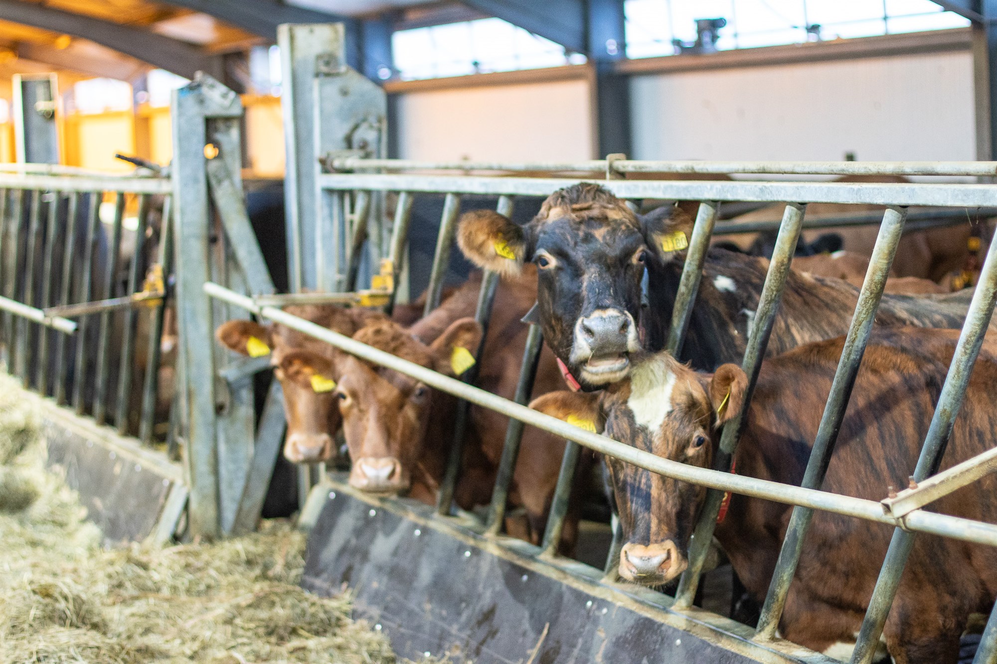 Misræmi milli framleiðslu og greiðslumarkseignar