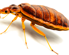 Skaðleg áhrif varnarefnis á lýðheilsu og lífríki