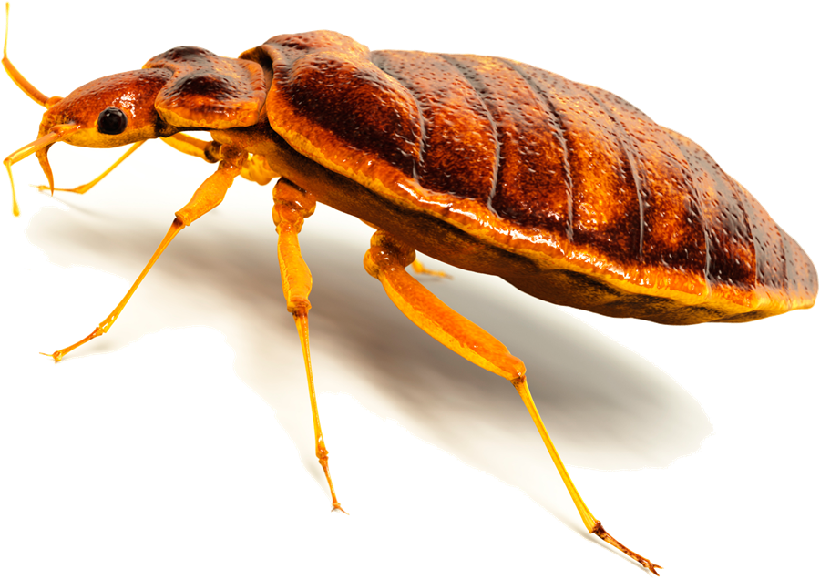 Skaðleg áhrif varnarefnis á lýðheilsu og lífríki