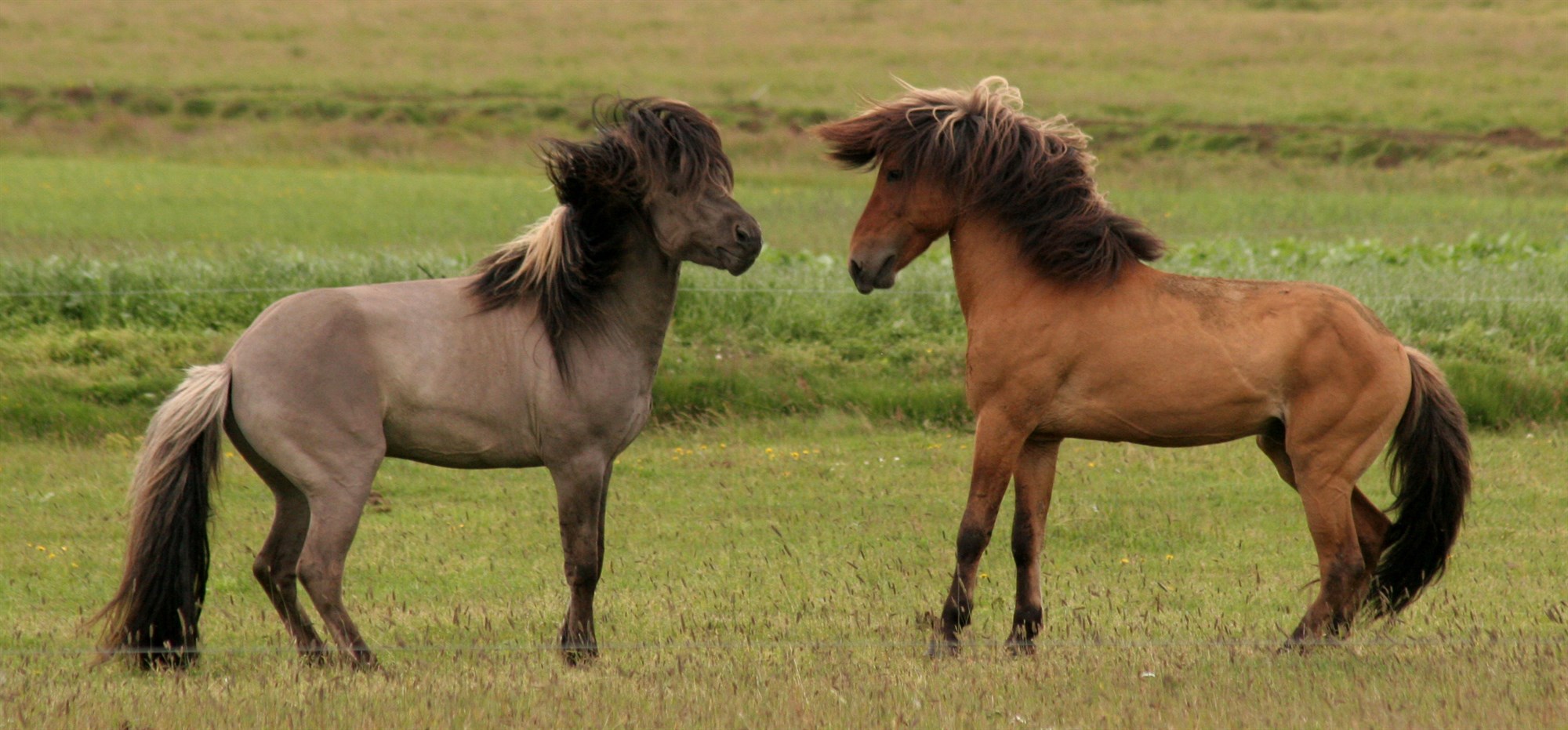 Erfðaauðlind litanna