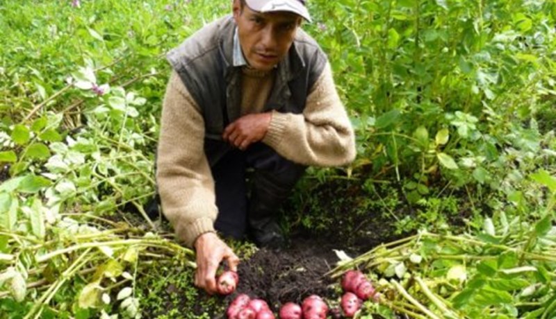 Horfur á uppskerubresti hjá Quechua-indíánum í Andesfjöllum