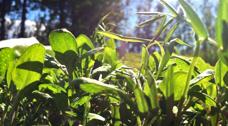 Aukin sala á illgresiseyði