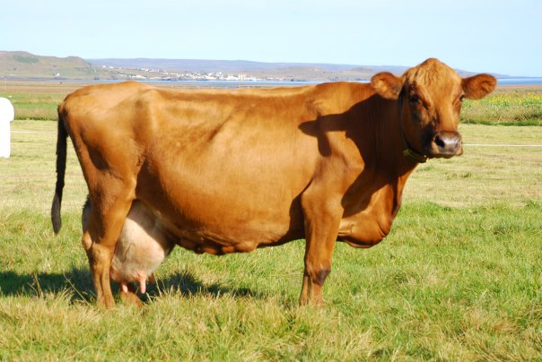 Erfðamengisúrval getur aukið erfðaframfarir um 50%