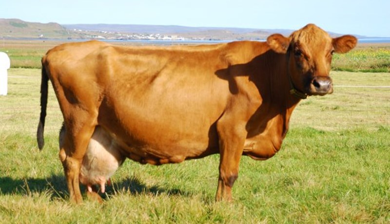 Erfðamengisúrval getur aukið erfðaframfarir um 50%