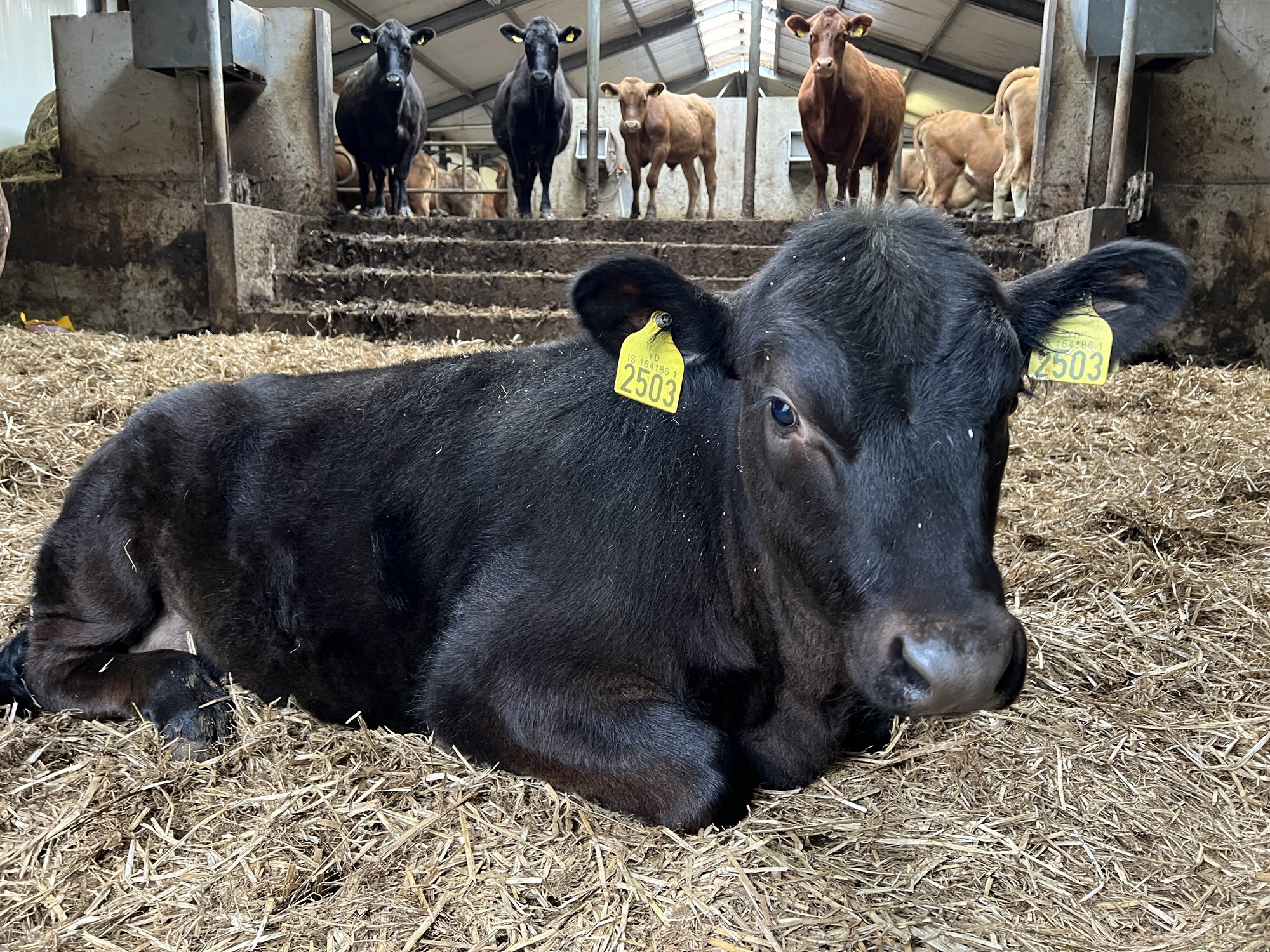 Spretthópur leggur til 2,5 milljarða króna stuðning